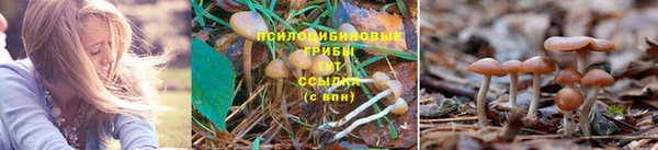 ПСИЛОЦИБИНОВЫЕ ГРИБЫ Зеленокумск